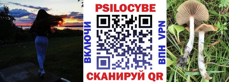 blacksprut зеркало Курлово Псилоцибиновые грибы Psilocybe